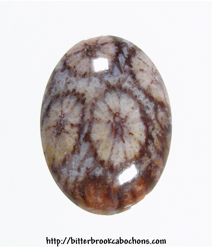 Agatized Coral Cabochon