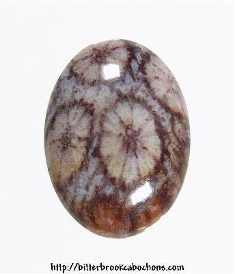 Agatized Coral Cabochon