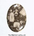 Crinoid Fossil Cabochon Crinoid Fossil Cabochon