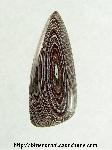 Fordite Cabochon Fordite Cabochon