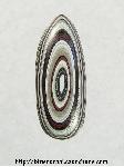 Fordite Cabochon Fordite Cabochon