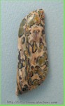 Leopardskin Jasper