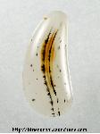 Montana Agate Cabochon Montana Agate Cabochon