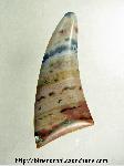 Ocean Jasper Cabochon Ocean Jasper Cabochon