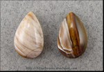 Petrified Wood Pair