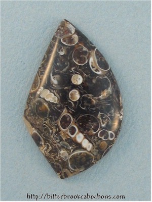 Turritella Jasper