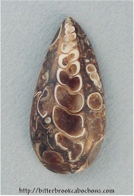 Turritella Jasper Cabochon