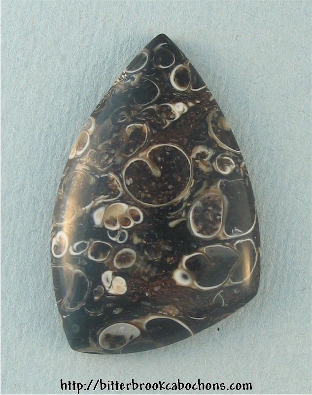Turritella Jasper