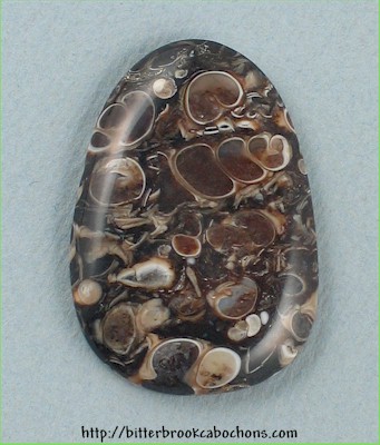 Turritella Jasper