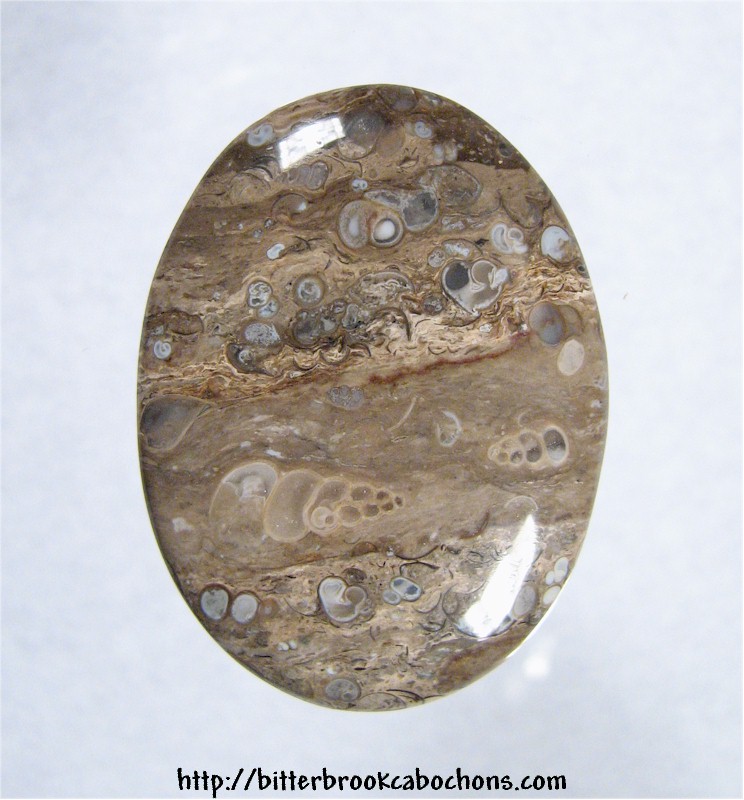 Turritella Jasper Cabochon